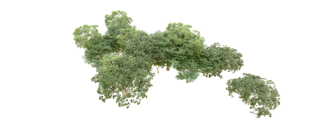 verde foresta isolato su sfondo. 3d interpretazione - illustrazione png