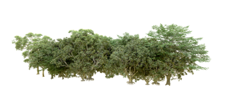 vert forêt isolé sur Contexte. 3d le rendu - illustration png