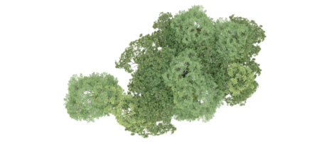 verde foresta isolato su sfondo. 3d interpretazione - illustrazione png