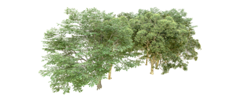 vert forêt isolé sur Contexte. 3d le rendu - illustration png