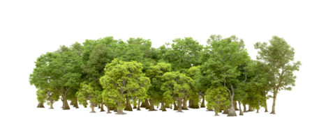 Green forest isolated on background. 3d rendering - illustration png