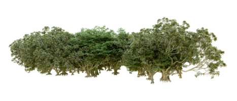 verde foresta isolato su sfondo. 3d interpretazione - illustrazione png