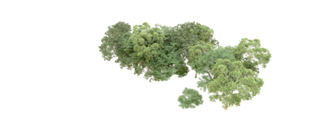 verde floresta isolado em fundo. 3d Renderização - ilustração png