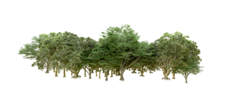 Green forest isolated on background. 3d rendering - illustration png