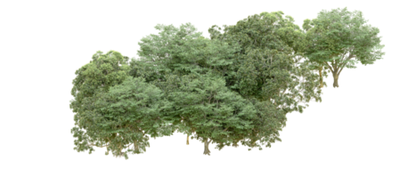 Green forest isolated on background. 3d rendering - illustration png