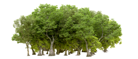 Green forest isolated on background. 3d rendering - illustration png