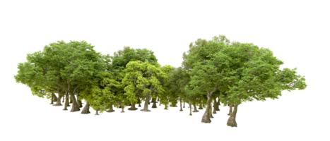 Green forest isolated on background. 3d rendering - illustration png