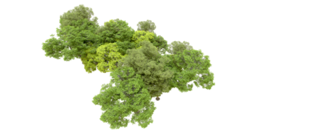 verde foresta isolato su sfondo. 3d interpretazione - illustrazione png