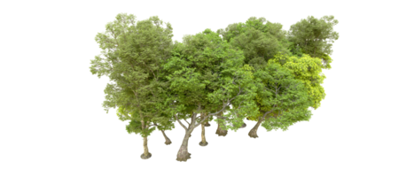 Green forest isolated on background. 3d rendering - illustration png