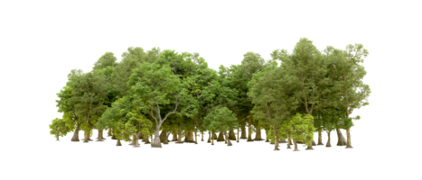 Green forest isolated on background. 3d rendering - illustration png