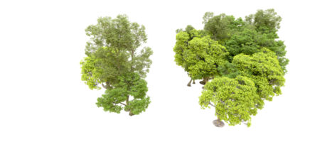 verde foresta isolato su sfondo. 3d interpretazione - illustrazione png