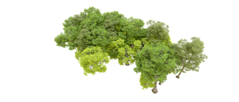 verde floresta isolado em fundo. 3d Renderização - ilustração png