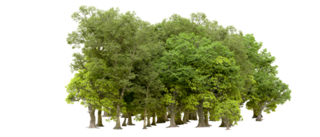 Green forest isolated on background. 3d rendering - illustration png