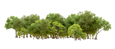 Green forest isolated on background. 3d rendering - illustration png