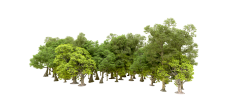 Green forest isolated on background. 3d rendering - illustration png