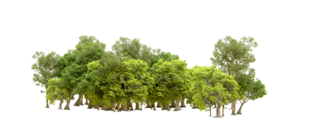 Green forest isolated on background. 3d rendering - illustration png