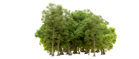 Green forest isolated on background. 3d rendering - illustration png