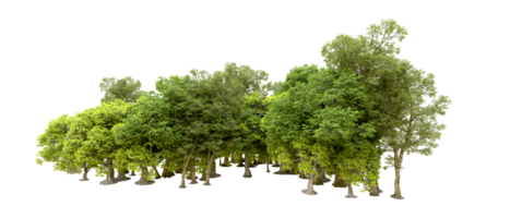 Green forest isolated on background. 3d rendering - illustration png