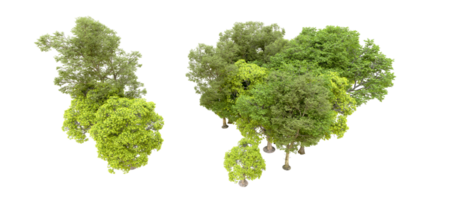 verde foresta isolato su sfondo. 3d interpretazione - illustrazione png