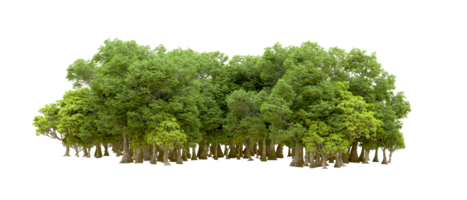 Green forest isolated on background. 3d rendering - illustration png