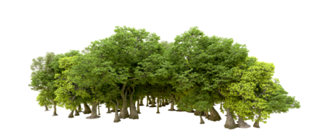 Green forest isolated on background. 3d rendering - illustration png