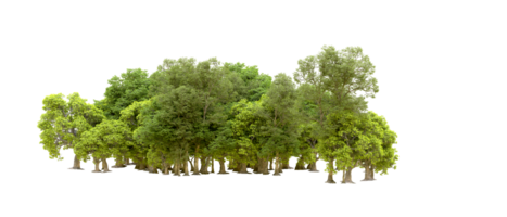 Green forest isolated on background. 3d rendering - illustration png