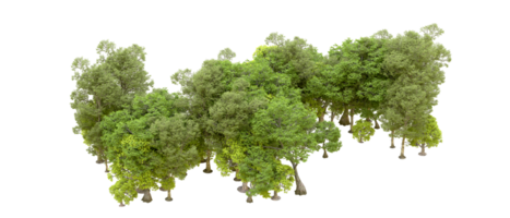 verde foresta isolato su sfondo. 3d interpretazione - illustrazione png