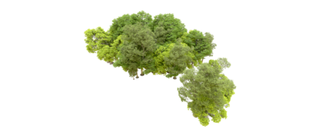 Green forest isolated on background. 3d rendering - illustration png