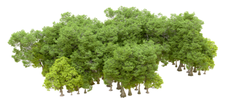 Green forest isolated on background. 3d rendering - illustration png