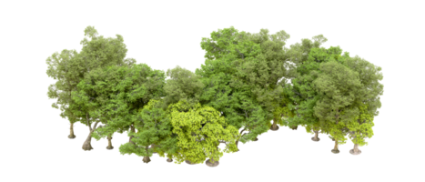Green forest isolated on background. 3d rendering - illustration png
