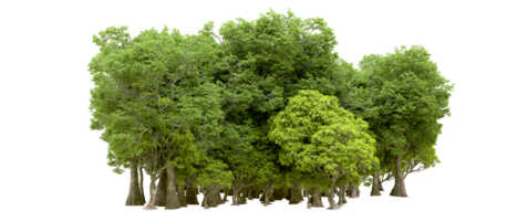 Green forest isolated on background. 3d rendering - illustration png