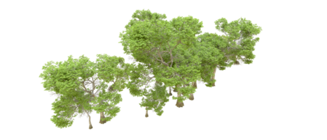 Green forest isolated on background. 3d rendering - illustration png