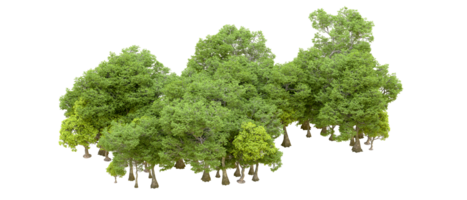 Green forest isolated on background. 3d rendering - illustration png