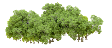Green forest isolated on background. 3d rendering - illustration png