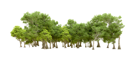 Green forest isolated on background. 3d rendering - illustration png