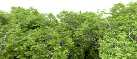 Green forest isolated on background. 3d rendering - illustration png