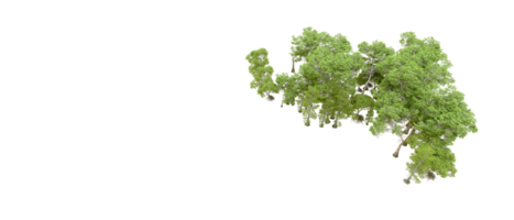 Green forest isolated on background. 3d rendering - illustration png