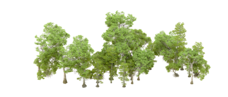 Green forest isolated on background. 3d rendering - illustration png