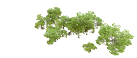 verde foresta isolato su sfondo. 3d interpretazione - illustrazione png