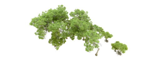 vert forêt isolé sur Contexte. 3d le rendu - illustration png