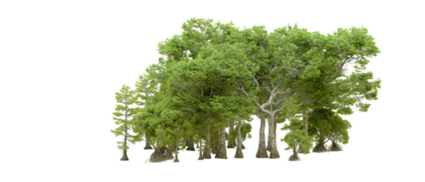 Green forest isolated on background. 3d rendering - illustration png