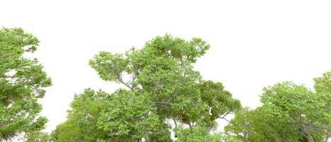 vert forêt isolé sur Contexte. 3d le rendu - illustration png