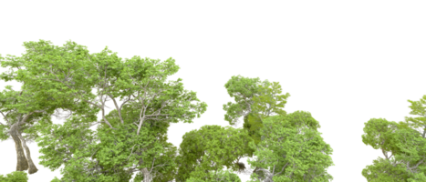 Green forest isolated on background. 3d rendering - illustration png