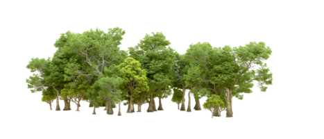 Green forest isolated on background. 3d rendering - illustration png