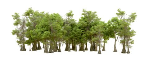 Green forest isolated on background. 3d rendering - illustration png