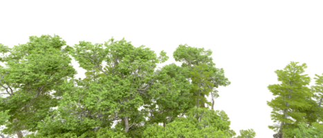 verde foresta isolato su sfondo. 3d interpretazione - illustrazione png