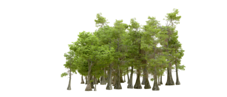 Green forest isolated on background. 3d rendering - illustration png