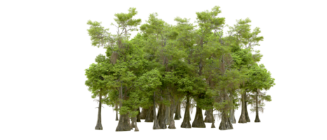 Green forest isolated on background. 3d rendering - illustration png