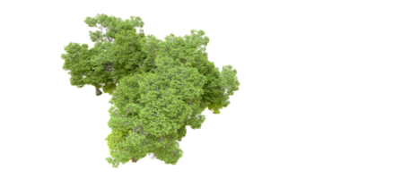 vert forêt isolé sur Contexte. 3d le rendu - illustration png