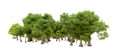 Green forest isolated on background. 3d rendering - illustration png